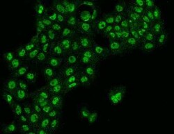 FAM70B Antibody, Novus Biologicals 50 &mu;g; Unconjugated:Antibodies