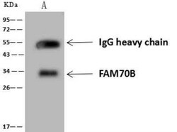 FAM70B Antibody, Novus Biologicals 50 &mu;g; Unconjugated:Antibodies