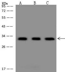 FAM70B Antibody, Novus Biologicals 50 &mu;g; Unconjugated:Antibodies