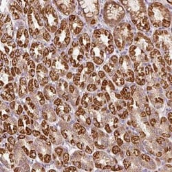 FAM78B Antibody, Novus Biologicals:Antibodies:Primary Antibodies