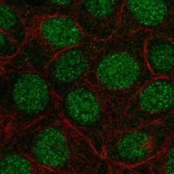 FAM90A1 Rabbit anti-Human, Polyclonal, Novus Biologicals 25 &mu;g | Buy Online | Novus Biologicals | Fisher Scientific