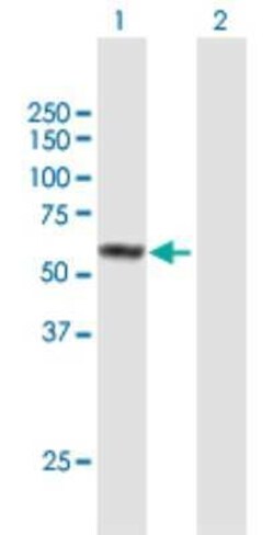 FAM90A1 Antibody, Novus Biologicals 0.05 mg | Buy Online | Novus Biologicals | Fisher Scientific