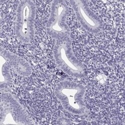 FAM92A1 Antibody, Novus Biologicals 25 &mu;L; FAM92A1 Antibody; Unconjugated:Antibodies,
