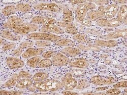 FAM9B Antibody, Novus Biologicals 100 &mu;g, Unconjugated:Antibodies, Polyclonal