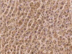FAM9B Antibody, Novus Biologicals 100 &mu;g, Unconjugated:Antibodies, Polyclonal