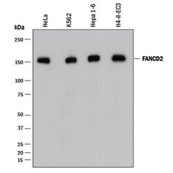 FANCD2 Antibody (1290C) - Azide and BSA Free, Novus Biologicals 0.1 mg;