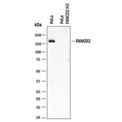 FANCD2 Antibody (1290D) - Azide and BSA Free, Novus Biologicals 0.1 mg;