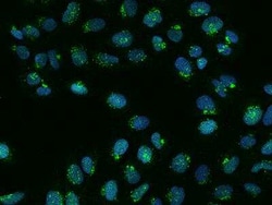 FAPP2 Antibody, Novus Biologicals 100 &mu;g; Unconjugated:Antibodies, Polyclonal