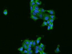 FARSLA Antibody, Novus Biologicals 50 &mu;g, Unconjugated:Antibodies, Polyclonal