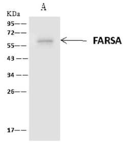 FARSLA Antibody, Novus Biologicals 50 &mu;g, Unconjugated:Antibodies, Polyclonal