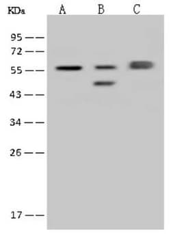 FARSLA Antibody, Novus Biologicals 50 &mu;g, Unconjugated:Antibodies, Polyclonal
