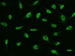 FAT10 Antibody, Novus Biologicals:Antibodies:Primary Antibodies