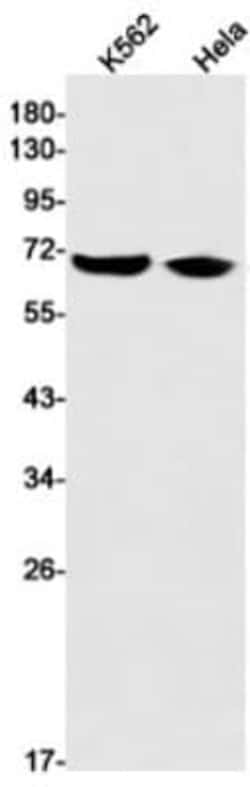 FATP4/SLC27A4 Antibody (S01-3C7), Novus Biologicals:Antibodies:Primary