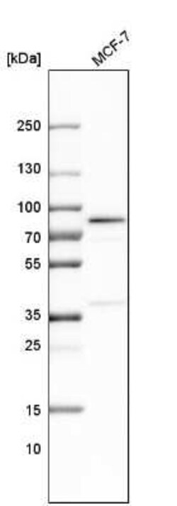 FATP4/SLC27A4 Antibody, Novus Biologicals:Antibodies:Primary Antibodies
