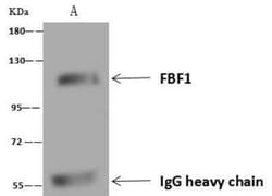 FBF1 Antibody, Novus Biologicals:Antibodies:Primary Antibodies