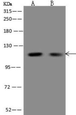 FBF1 Antibody, Novus Biologicals:Antibodies:Primary Antibodies