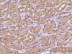 FBPase 1 Antibody, Novus Biologicals 100 &mu;g, Unconjugated:Antibodies,