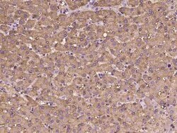 FBPase 1 Antibody, Novus Biologicals 100 &mu;g, Unconjugated:Antibodies,