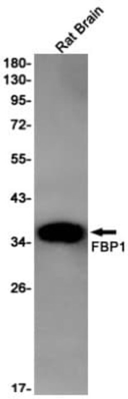FBPase 1 Antibody (S04-1D6), Novus Biologicals 100 &mu;g; Unconjugated:Antibodies,