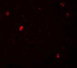 FBXL16 Antibody - BSA Free, Novus Biologicals:Antibodies:Primary Antibodies