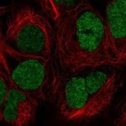 FBXL19 Rabbit anti-Human, Polyclonal, Novus Biologicals 25 &mu;g; Unconjugated:Antibodies,