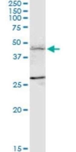 FBXL7 Antibody (2G10), Novus Biologicals 0.1 mg | Buy Online | Novus Biologicals | Fisher Scientific