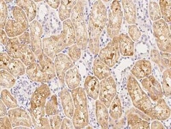 FBXL7 Antibody, Novus Biologicals 100 &mu;g, Unconjugated:Antibodies, Polyclonal