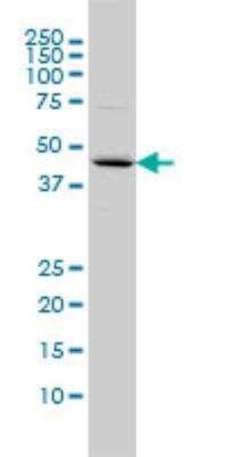 FBXO25 Antibody (2F1), Novus Biologicals 0.1 mg | Buy Online | Novus Biologicals | Fisher Scientific