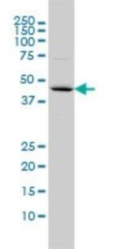 FBXO25 Antibody (2F1), Novus Biologicals 0.1 mg | Buy Online | Novus Biologicals | Fisher Scientific