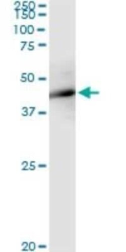 FBXO4 Antibody (2F2), Novus Biologicals 0.1 mg | Buy Online | Novus Biologicals | Fisher Scientific