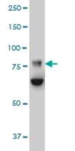 FBXO42 Antibody (2F10), Novus Biologicals 0.1 mg | Buy Online | Novus Biologicals | Fisher Scientific