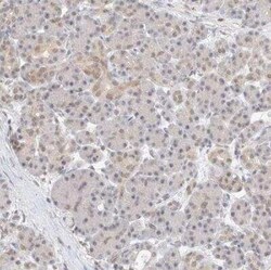 FBXO42 Antibody, Novus Biologicals 25 &mu;L; Unconjugated:Antibodies, Polyclonal