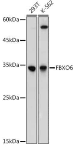 FBXO6 Rabbit anti-Human, Mouse, Polyclonal, Novus Biologicals:Antibodies:Primary