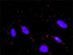 Novus Biologicals FBXW11 Antibody (2E7), Novus Biologicals 0.1 mg | Buy Online | Novus Biologicals&trade; | Fisher Scientific