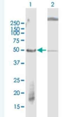 FBXW2 Antibody, Novus Biologicals 50 &mu;g | Buy Online | Novus Biologicals | Fisher Scientific