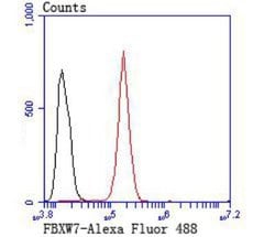 FBXW7/Cdc4 Antibody, Novus Biologicals 100 &mu;g; Unconjugated:Antibodies,