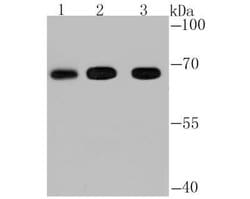 FBXW7/Cdc4 Antibody, Novus Biologicals 100 &mu;g; Unconjugated:Antibodies,