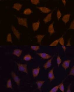 FBXW8 Antibody - Azide and BSA Free, Novus Biologicals:Antibodies:Primary