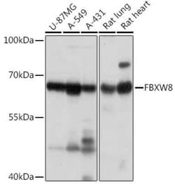FBXW8 Antibody - Azide and BSA Free, Novus Biologicals:Antibodies:Primary