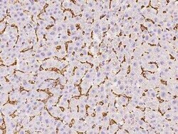 FCER1G Antibody, Novus Biologicals 100 &mu;g | Buy Online | Novus Biologicals | Fisher Scientific