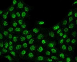 FCHSD1 Antibody, Novus Biologicals:Antibodies:Primary Antibodies