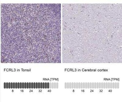 FCRL3/FcRH3 Antibody, Novus Biologicals 100 &mu;g; Unconjugated:Antibodies,