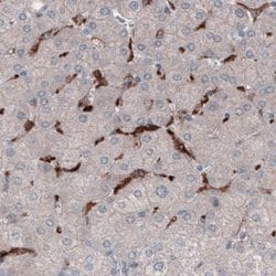 FCRN/FCGRT Antibody (CL3638), Novus Biologicals 100&mu;L:Antibodies, Monoclonal