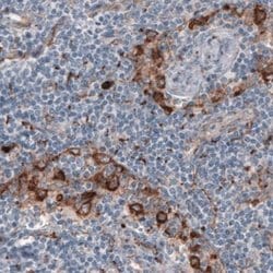 FCRN/FCGRT Antibody (CL3640), Novus Biologicals 25 &mu;L:Antibodies, Monoclonal
