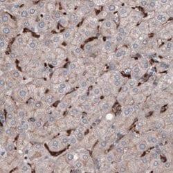 FCRN/FCGRT Antibody (CL3640), Novus Biologicals 25 &mu;L:Antibodies, Monoclonal