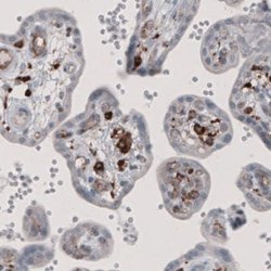 FCRN/FCGRT Antibody (CL3640), Novus Biologicals 25 &mu;L:Antibodies, Monoclonal