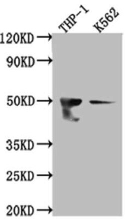 FDFT1 Antibody (10H12), Novus Biologicals 100 &mu;g | Buy Online | Novus Biologicals | Fisher Scientific