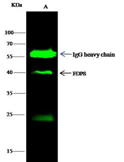 FDPS Rabbit anti-Human, Clone: 2, Novus Biologicals 50 &mu;g; Unconjugated:Antibodies,