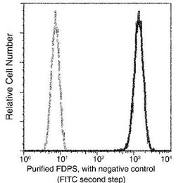 FDPS Rabbit anti-Human, Clone: 5, Novus Biologicals 50 &mu;g; Unconjugated:Antibodies,