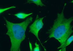 FDPS Rabbit anti-Human, Clone: 5, Novus Biologicals 50 &mu;g; Unconjugated:Antibodies,